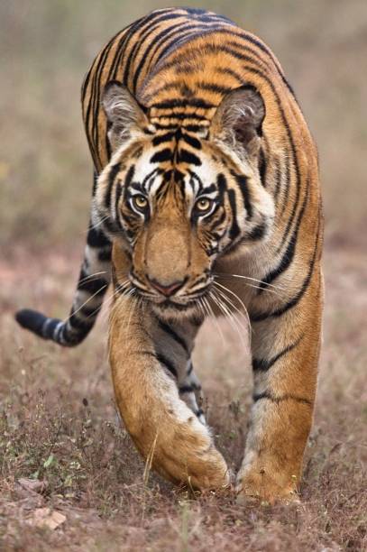 istock Eighteen Month old male tiger cub 1191143647