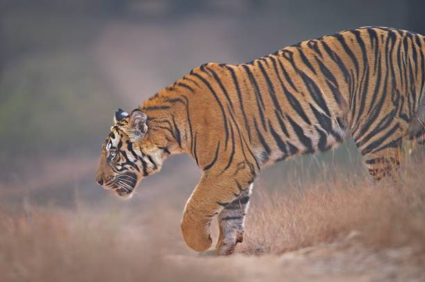 istock Eighteen Month old male tiger cub 1191143648