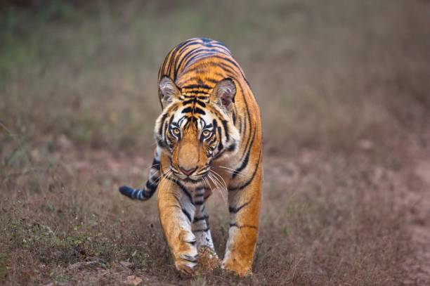 istock Eighteen Month old male tiger cub 1191143659