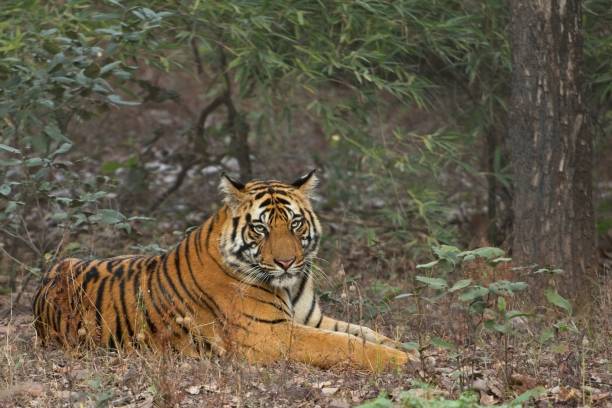 istock Eighteen Month old male tiger cub 1191143680