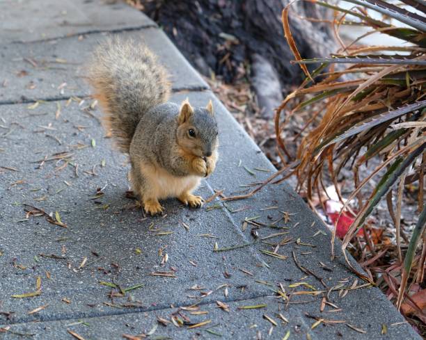istock Squirrel eating a morning snack 1191147357