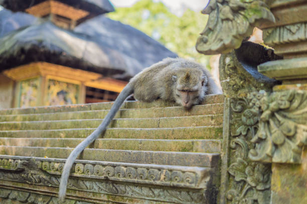 Long-tailed macaques Macaca fascicularis in Sacred Monkey Forest, Ubud, Indonesia.