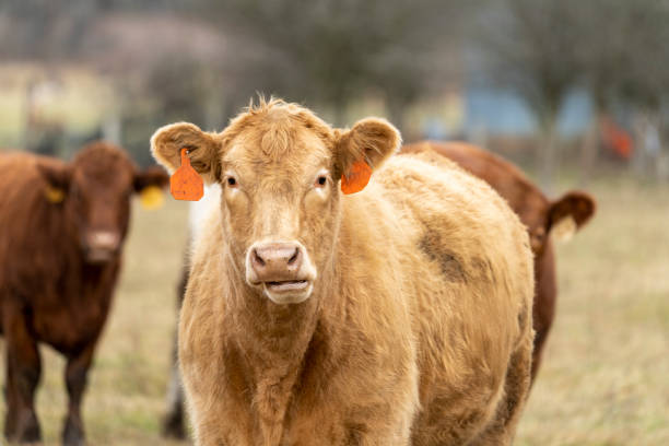 istock Cows in the Field 1191149760