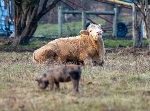 istock Animals on the Farm 1191149783