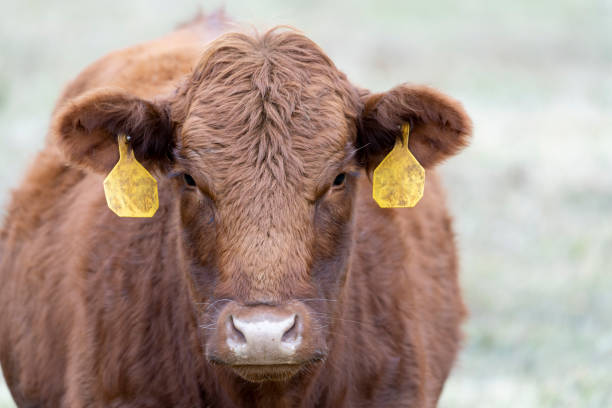 istock Cows in the Field 1191149787