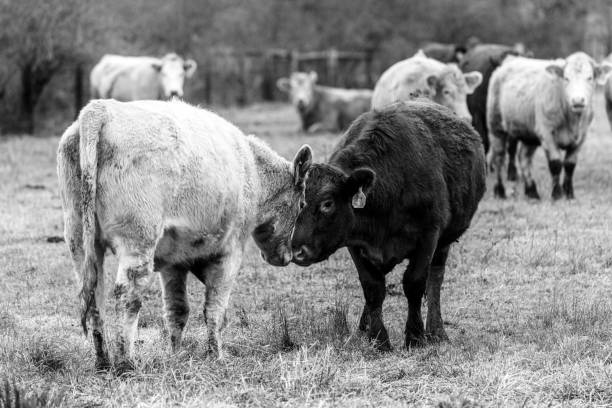 istock Animals on the Farm 1191149789