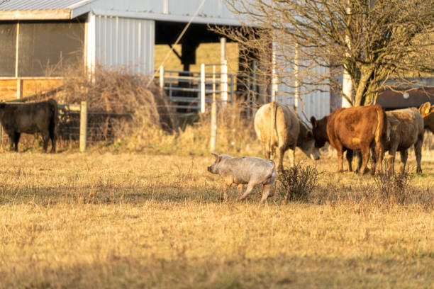 istock Animals on the Farm 1191149792