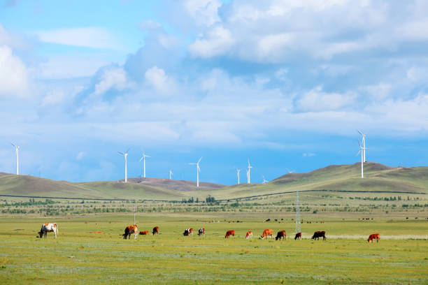 istock A few cows grazing on the slopes 1191152585