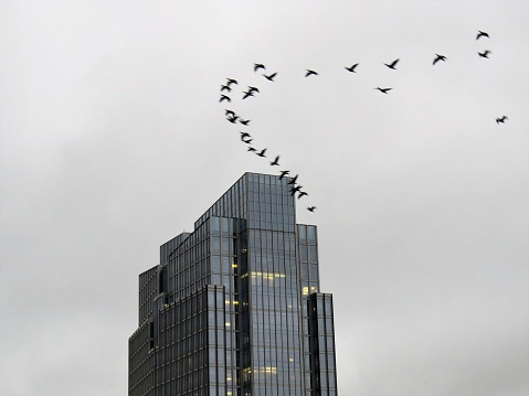 migrating Canada geese fly past glass skyscraper in Ft. Worth, Texas, USA, on a stormy Thanksgiving Day 2019