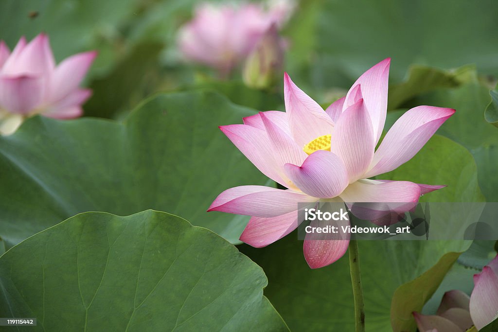 lotus flower blossom - Стоковые фото Белый роялти-фри