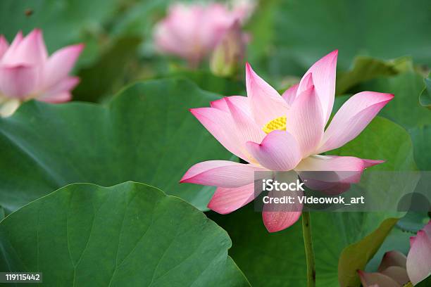 Lotus Flower Blossom — стоковые фотографии и другие картинки Белый - Белый, Буддизм, Весна