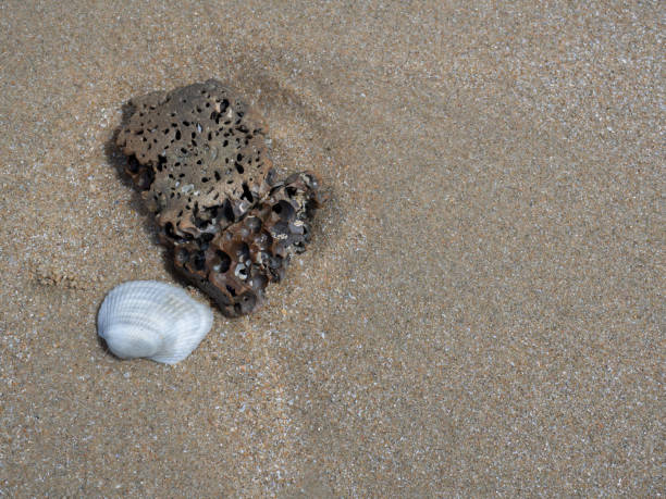 istock Sea shells on sand , Summer beach background. 1191156040