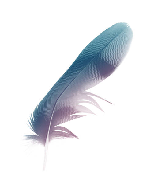 istock Beautiful feather color green turquoise isolated on white background 1191156345