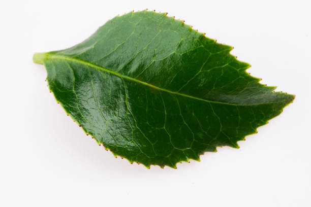 istock Green tea leaf isolated on white background 1191158943