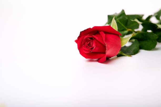 istock Beautiful red rose isolated on white background 1191160431