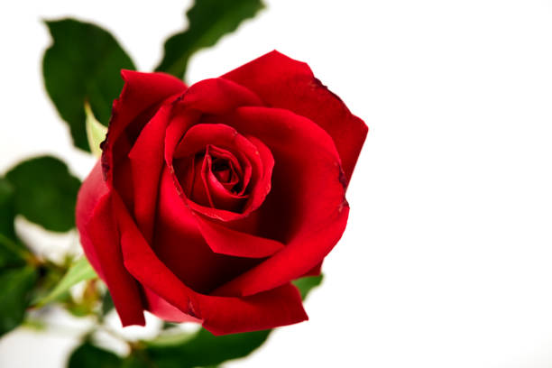 istock Beautiful red rose isolated on white background 1191160520