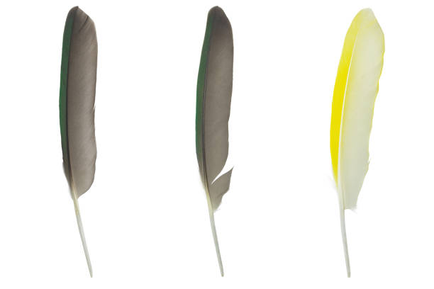 Beautiful collection parrot lovebird feather isolated on white background