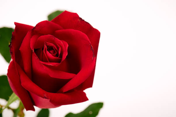 istock Beautiful red rose isolated on white background 1191160608