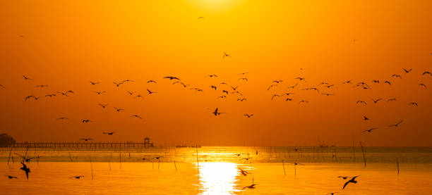 istock Silhouetted flying seagulls on beach at sunrise. 1191166091