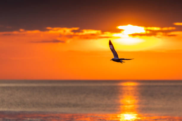 istock Silhouetted seagull flying at sunrise. 1191166109