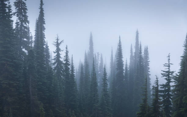 istock Pine woods covered by fog inside Mount Rainier National Park. 1191166146