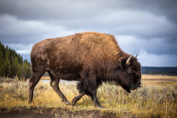 amerikanische bisons zu fuß und auf der suche nach nahrung in yellowstone nationalpark. - american bison stock-fotos und bilder