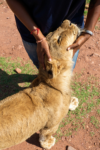 Cullinan, South Africa: Animal love at it's best. This African lady plays with the 8 month old, 60 kg heavy lions, which are potentially dangerous already. \nNote: These are not tame lions, they are prepared for release into the wilderness.