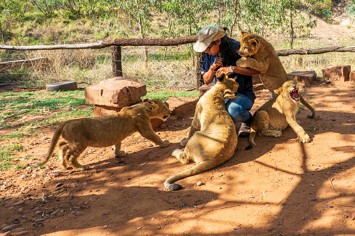 Colin's Horseback Africa Safari Lodge, near Cullinan, South Africa: This lodge is participating in a wildlife breeding and reintroduction program. The lions show, are the newest cubs. Tourists are allowed to interact with them.