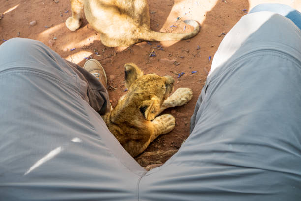 cachorro de león de 4 meses (panthera leo) tirado en el suelo en la sombra debajo de las piernas de un turista en una estación de cría, colin's horseback africa safari lodge, cullinan, sudáfrica - protection domestic cat animal head cub fotografías e imágenes de stock