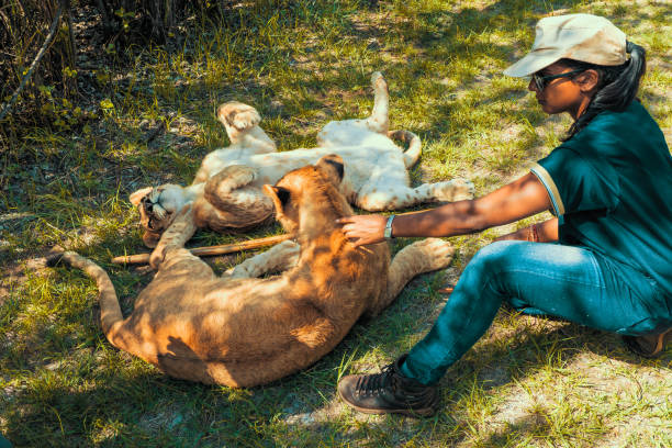 femme africaine s'asseyant sur le sol et jouant avec les lions juniors de 8 mois (panthera leo), colin's horseback africa lodge, cullinan, afrique du sud - lion africa safari south africa photos et images de collection