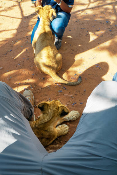 cachorro de león de 4 meses (panthera leo) tirado en el suelo en la sombra debajo de las piernas de un turista en una estación de cría, colin's horseback africa safari lodge, cullinan, sudáfrica - protection domestic cat animal head cub fotografías e imágenes de stock