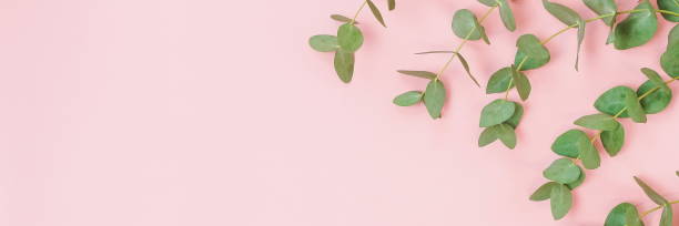 istock green eucalyptus leaves, branches frame on a pastel pink background. flat lay, top view. copy space 1191168729