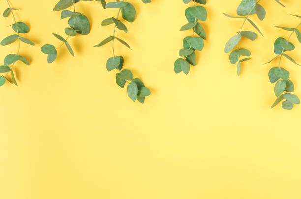 istock green eucalyptus leaves, branches frame on a pastel yellow color background. flat lay, top view. copy space 1191169046