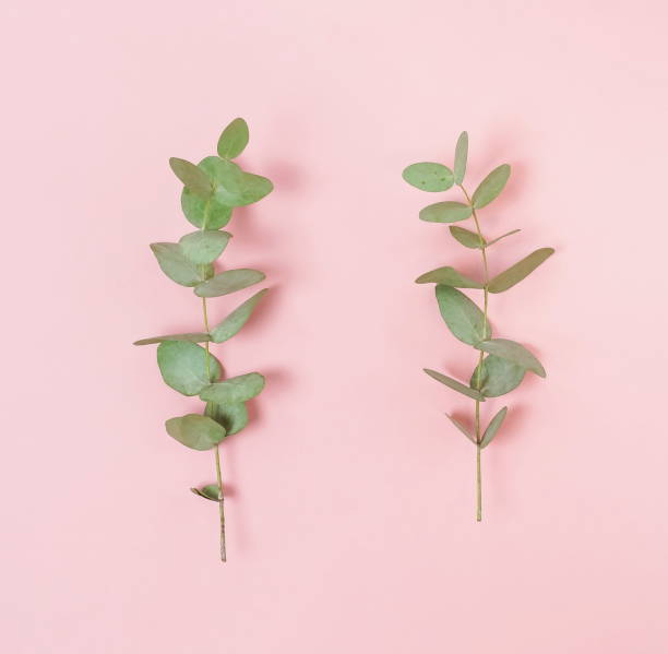 istock green eucalyptus leaves, branches frame on a pastel pink background. flat lay, top view. copy space 1191169100