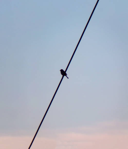 istock Bird on a power line wire. 1191169188