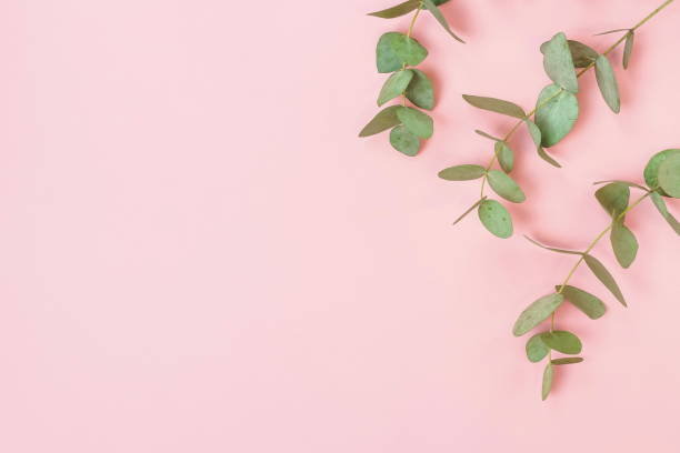 istock green eucalyptus leaves, branches frame on a pastel pink background. flat lay, top view. copy space 1191169194