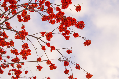 Red clusters of winter frozen mountain ash on blue sky background, winter Christmas background, copy space.
