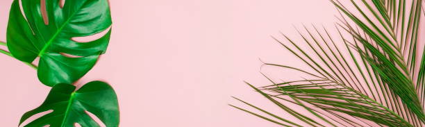 istock tropical green palm, monstera leaves , branches pattern frame banner on pink  background. top view.copy space.abstract. 1191171528