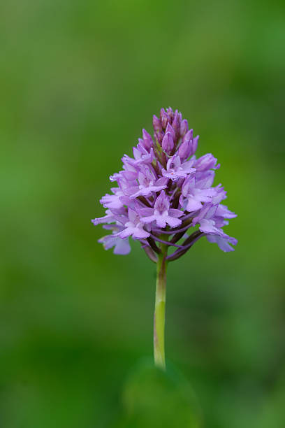 Single Pyramidal Orchid Portrait stock photo