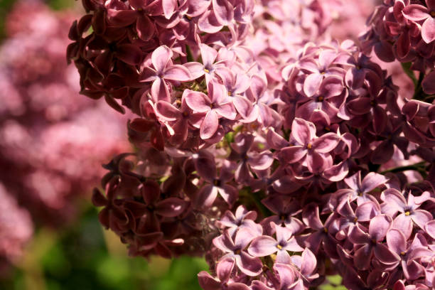 istock Lilac shrub in full bloom. 1191171640