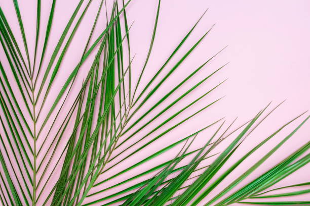 istock tropical green palm leaves , branches pattern on pink background. top view.copy space.abstract. 1191171845