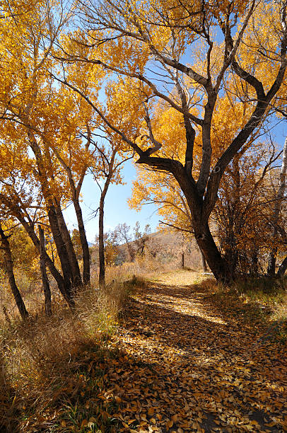 istock Autumn -- Hiking Trail 119117359