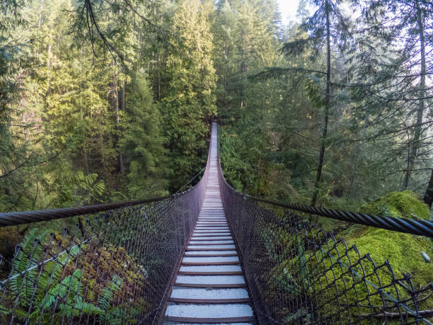 istock Suspension bridge crossing canyon in rainforest, river beside 1191175434