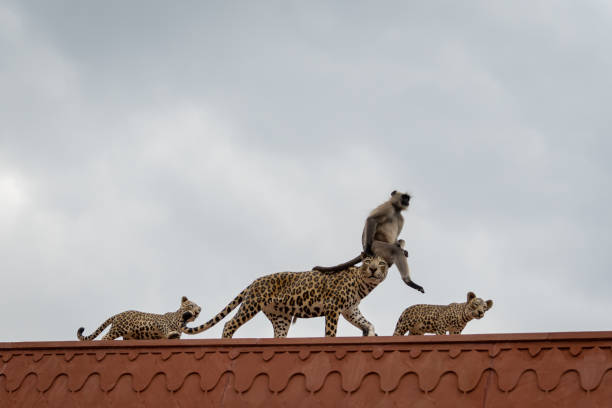 Funny wildlife scene Gray langur or Hanuman langur sitting over dummy leopard mother head with cubs at main entrance or entry gate of jhalana forest or leopard reserve, jaipur, rajasthan, india divertido escena de vida silvestre gray langur o hanuman langur sentado sobre la cabeza de madre leopardo ficticio con cachorros en la entrada principal o puerta de entrada del bosque de jhalana o reserva de leopardo, jaipur, rajastán, india