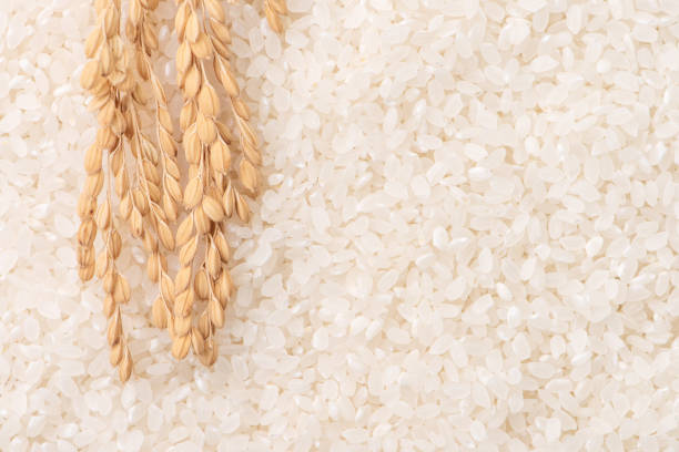 roh weiß poliert gefräst essbare reis erntet auf weißem hintergrund in brauner schale, bio-landwirtschaft design-konzept. grundnahrungsmittel aus asien, aus nächster nähe. - rice paddy rice food short grain rice stock-fotos und bilder
