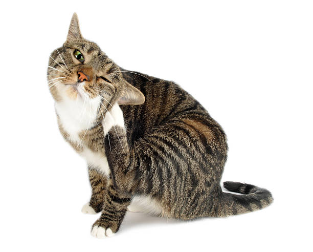 Cat using foot to scratch behind the ear European cat scratching on a studio white background. hair length stock pictures, royalty-free photos & images