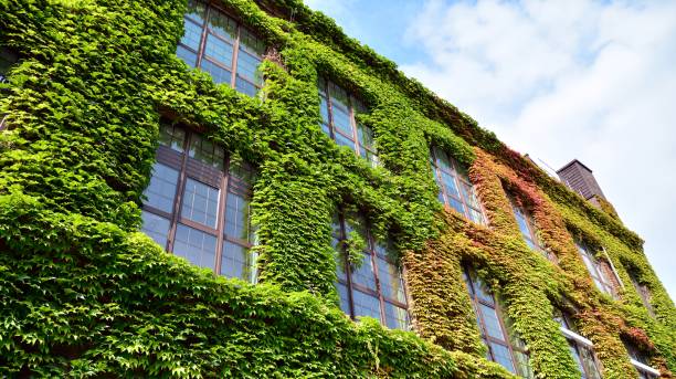 istock Building with climber plants, ivy growing on the wall. 1191180235