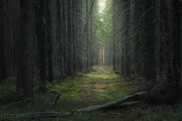 istock path in the moody dark coniferous forest 1191182100