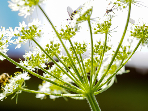 A close up of a wild carrot flower with a bright background and some insects