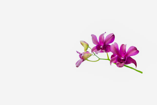 istock branch of pink orchids isolated on a white background 1191183309